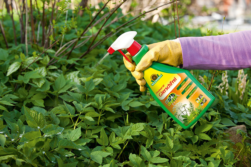 am besten unkraut bekämpfen natürlich