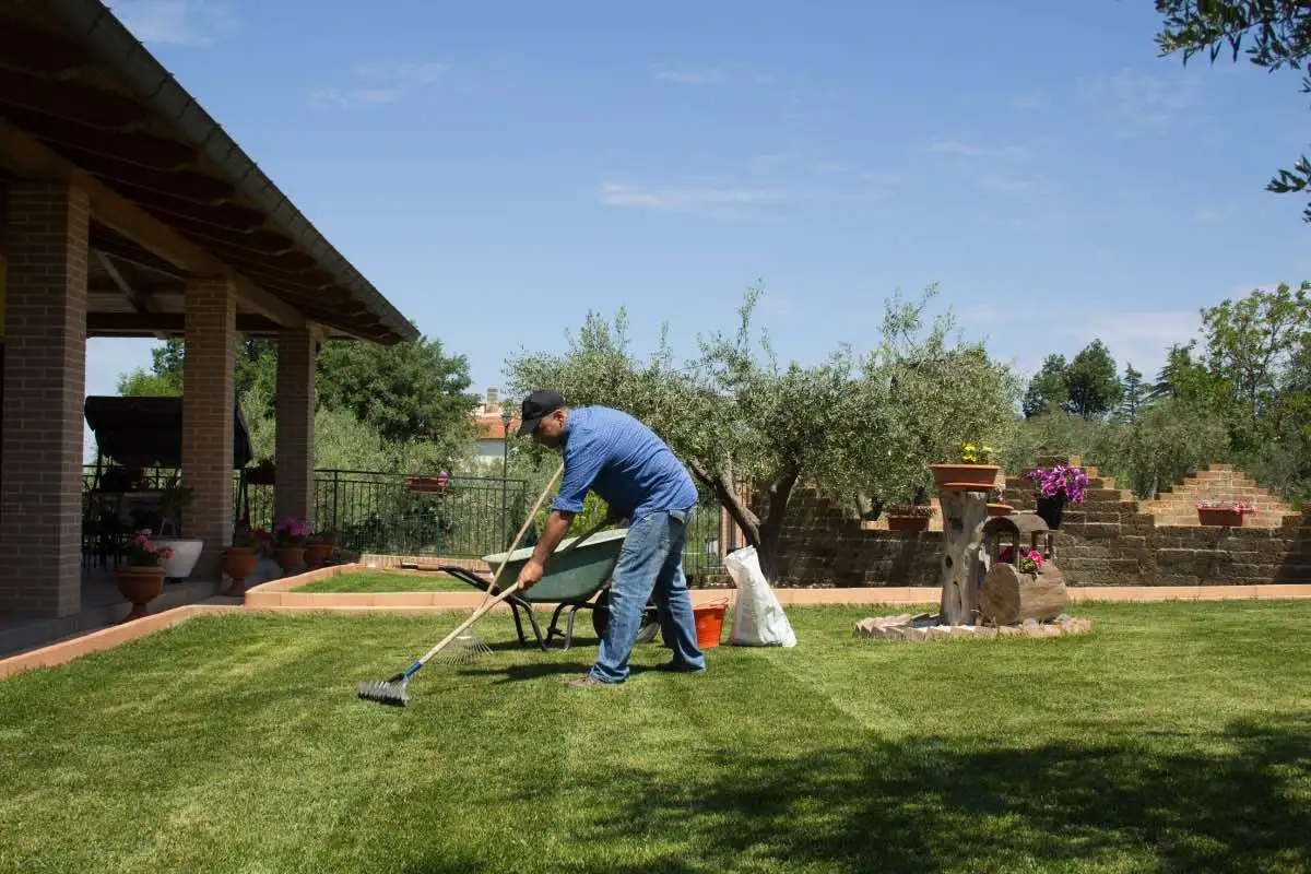 Am besten Moos entfernen Rasen