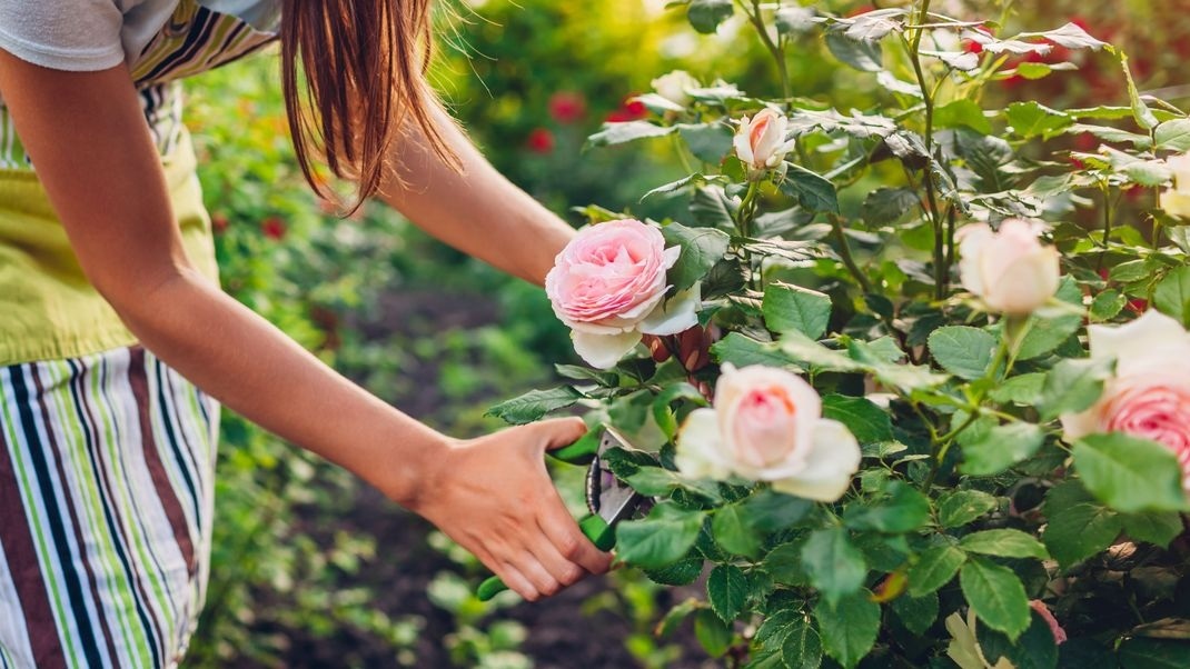 am besten rosen pflegen schnitt