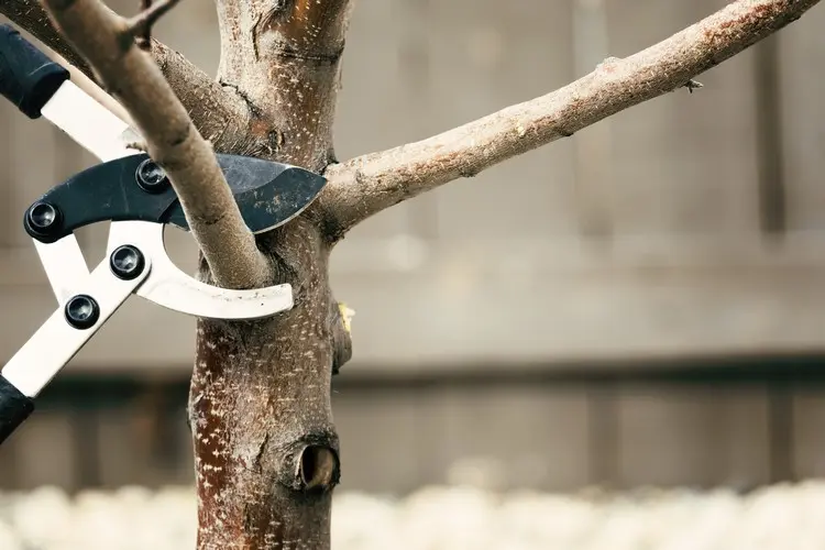 am besten obstbäume schneiden zeitpunkt