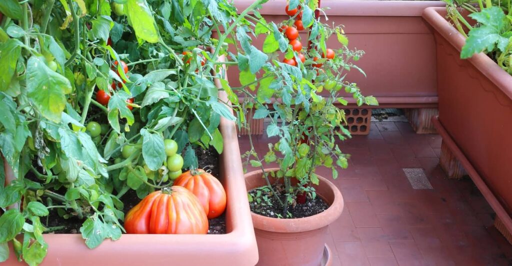 Am besten Tomaten pflanzen Balkon