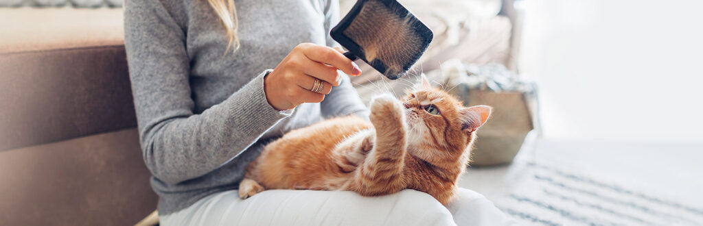 Die 5 besten Katzenpflege-Services in Görlitz – Katzenfell mit sanfter Pflege erhalten